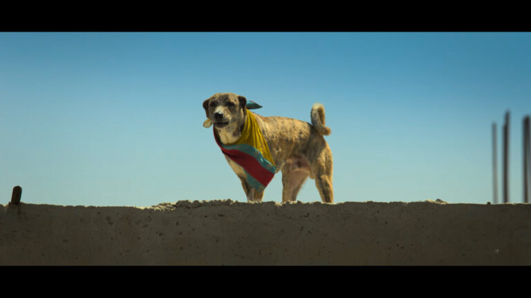 Ohh My Dog